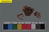 藏品(窄小并額蟹)的圖片